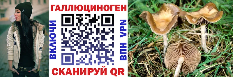 Псилоцибиновые грибы Psilocybe  Дальнегорск 